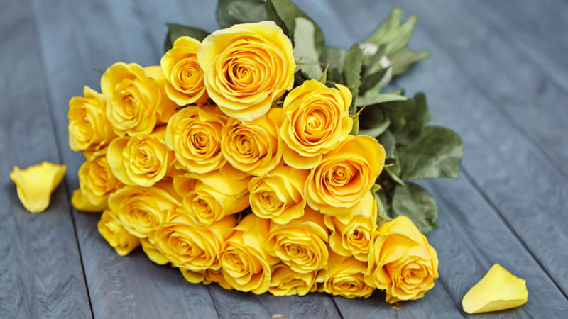 Hoa Hồng Vàng: Tình yêu phai nhạt và sự kết thúc