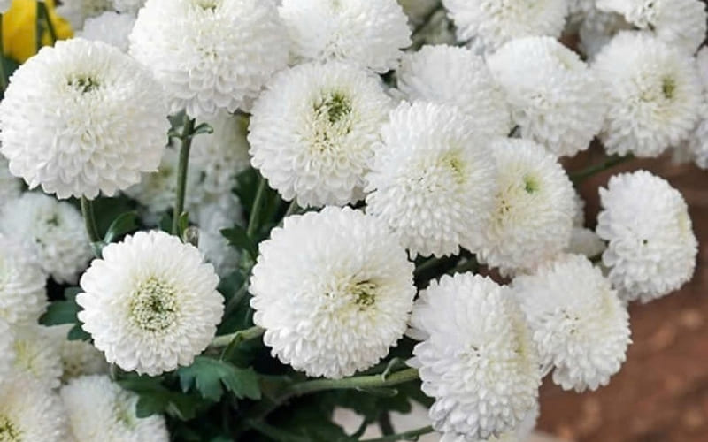 Hoa Cúc Trắng: Lời tiễn biệt thanh cao