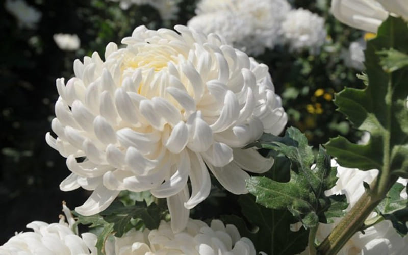 Tại sao hoa lại được dùng để thể hiện sự chia ly?