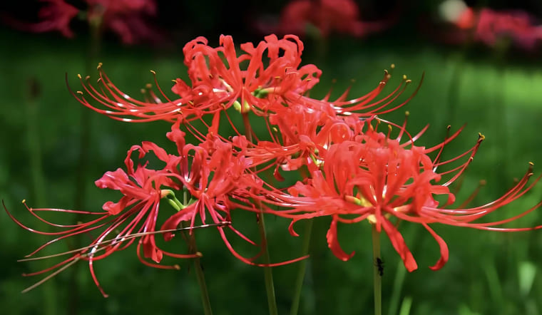 Hoa của sự chia ly: 8 loài hoa mang ý nghĩa tiễn biệt, buồn thương