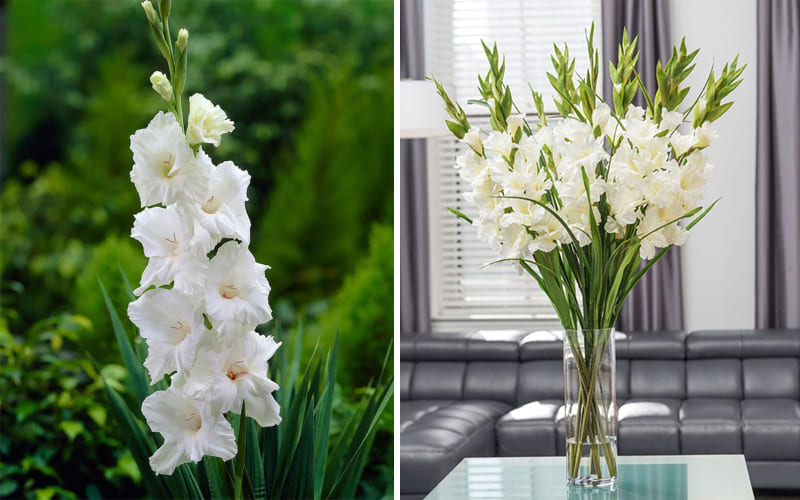 Hoa Lay Ơn (Kiếm Lan): Lời hẹn gặp lại