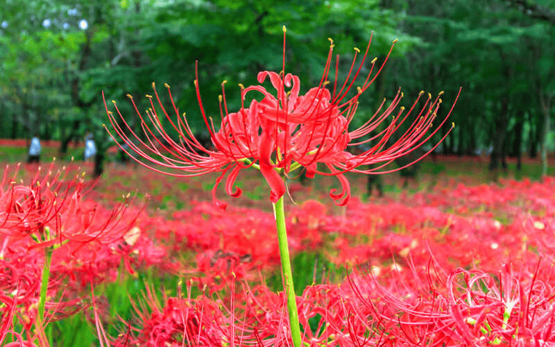 Hoa Bỉ Ngạn: Nỗi buồn phân ly vĩnh viễn