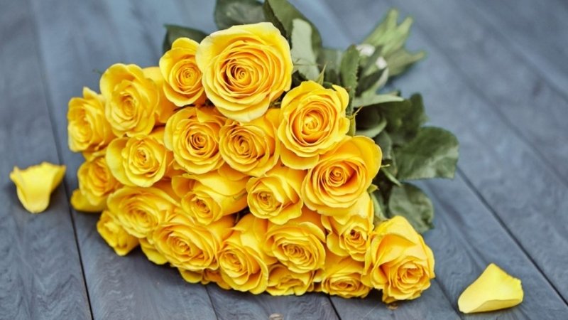 Hoa hồng vàng là biểu tượng rực rỡ trong văn hóa hiện đại