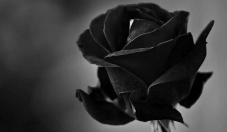 Hoa của sự phản bội: 7 loài hoa mang ý nghĩa lừa dối, tình yêu tan vỡ