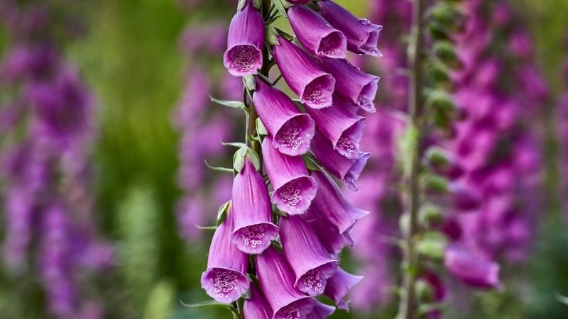 Hoa mao địa đàng