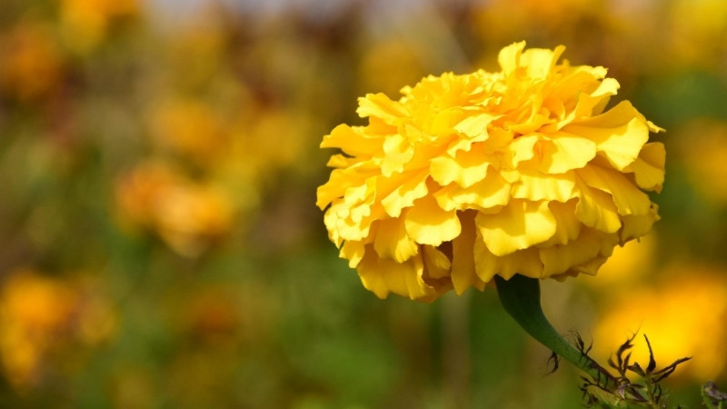 Hoa cẩm chướng vàng