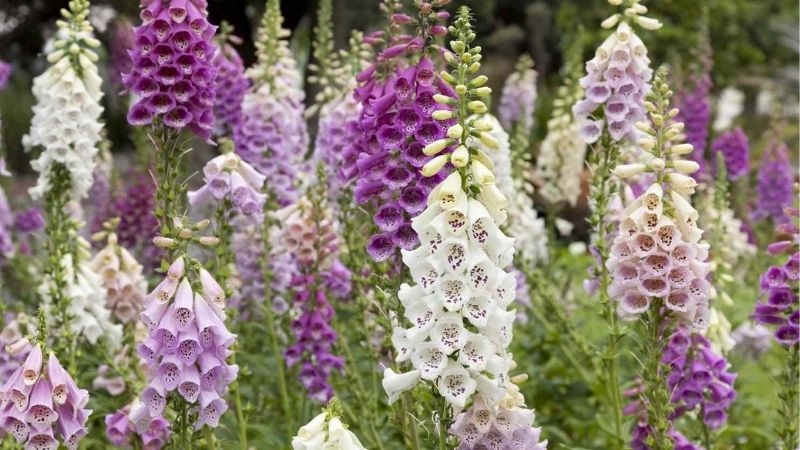 Ý nghĩa của hoa sẽ thay đổi theo thời gian