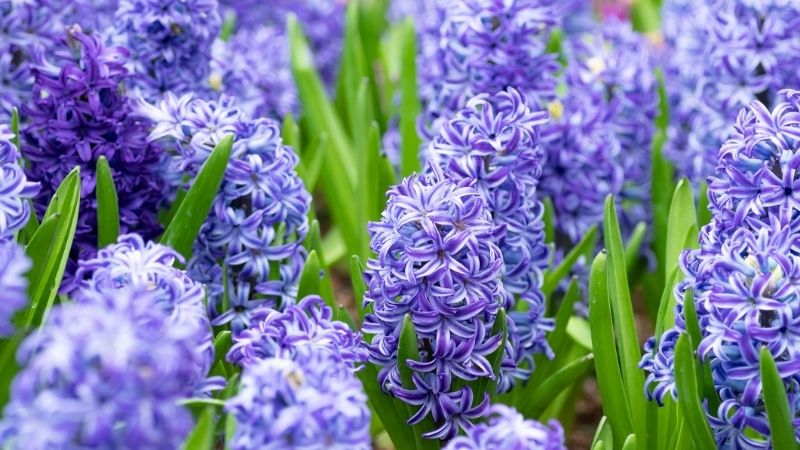 Hoa dạ lan hương tím