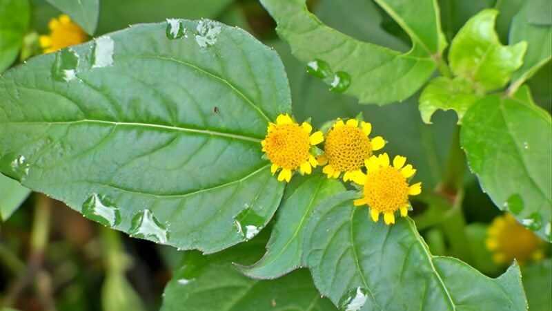 Hoa Cúc Nút Áo (Cúc Bách Nhật)