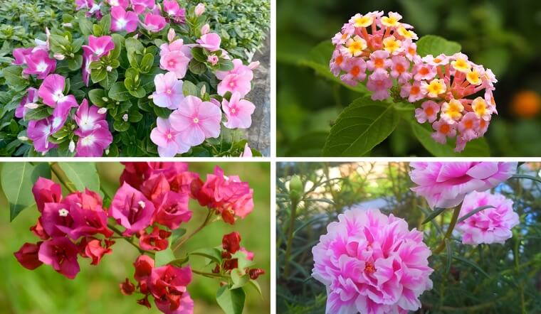 Top 10 loại hoa nở quanh năm dễ trồng, giúp ban công, sân vườn rực rỡ