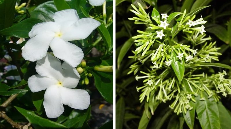 Dạ lý hương và hoa nhài là những loài hoa thơm nhất