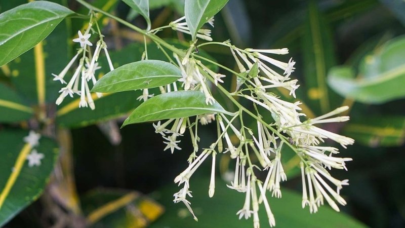 Hoa dạ lý hương