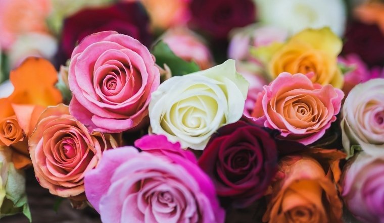 Top 10 loài hoa thơm nhất thế giới, hương thơm quyến rũ ngất ngây