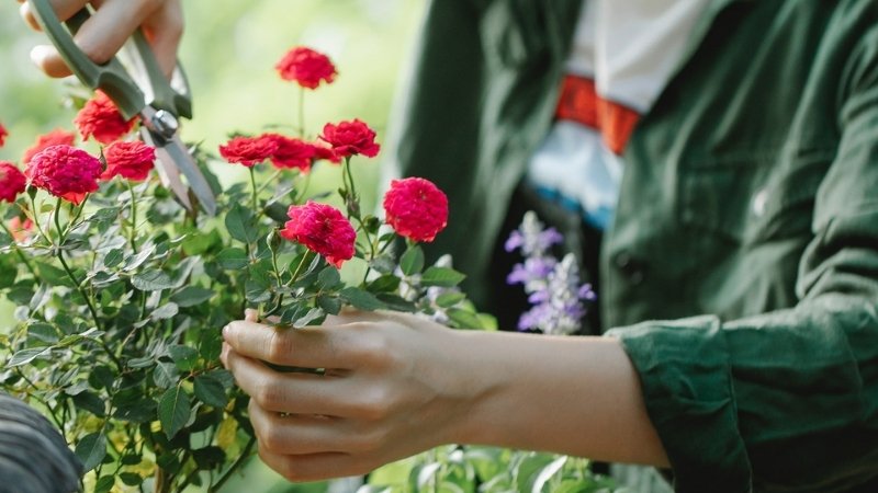 Trồng hoa ở nơi đón ánh sáng mặt trời