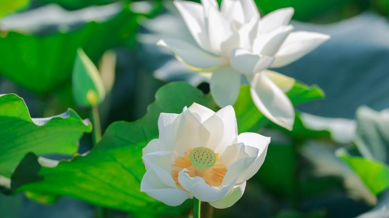 Hoa Sen Trắng