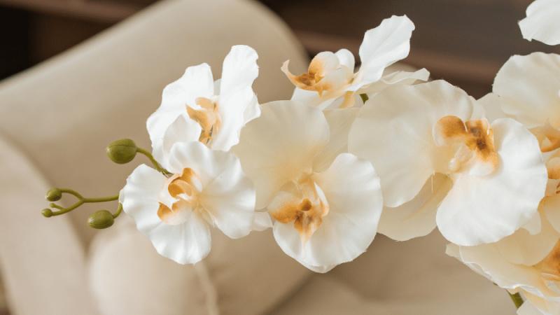 Hoa Lan Hồ Điệp Trắng