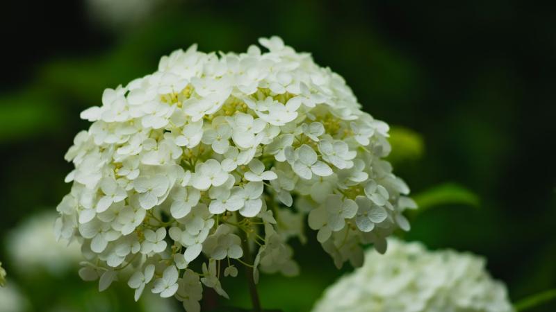 Hoa Cẩm Tú Cầu Trắng