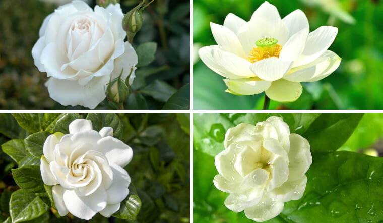 Top 12 loại hoa màu trắng tinh khôi, đẹp và ý nghĩa nhất bạn nên biết