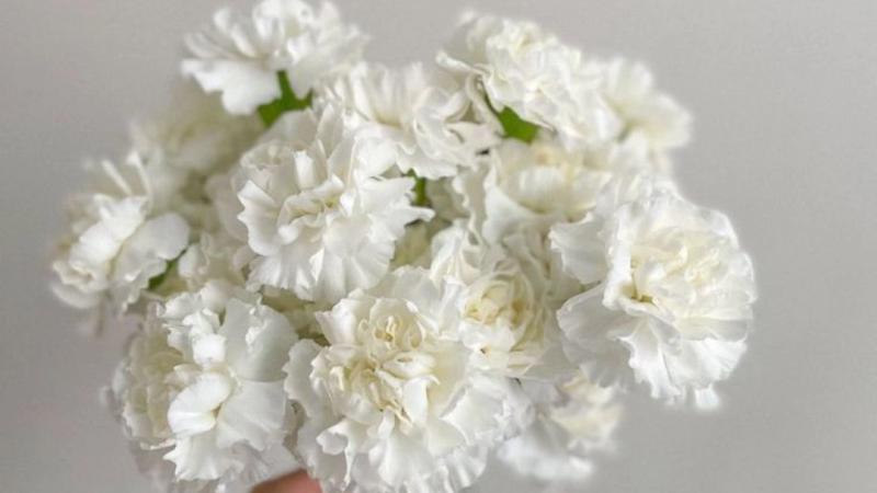 Hoa Cẩm Chướng Trắng