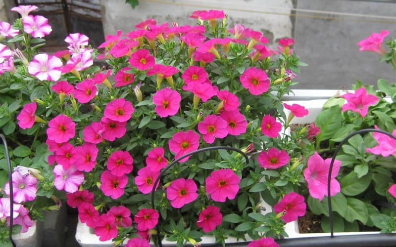 Dạ yến thảo hồng biểu tượng cho sự dịu dàng tinh tế.