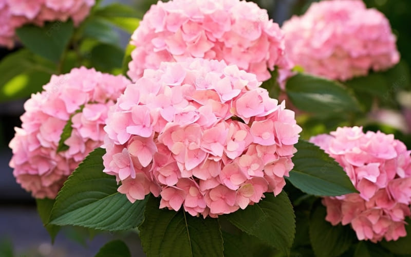 Hoa cẩm tú cầu hồng biểu hiện tình cảm chân thành lâu dài.