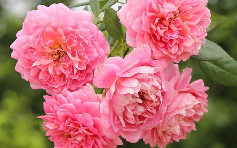 Hoa hồng phấn dịu dàng khác với hồng đỏ nồng nàn.