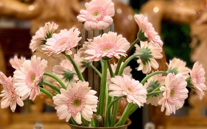 Hoa đồng tiền hồng mang ý nghĩa may mắn và ngọt ngào.