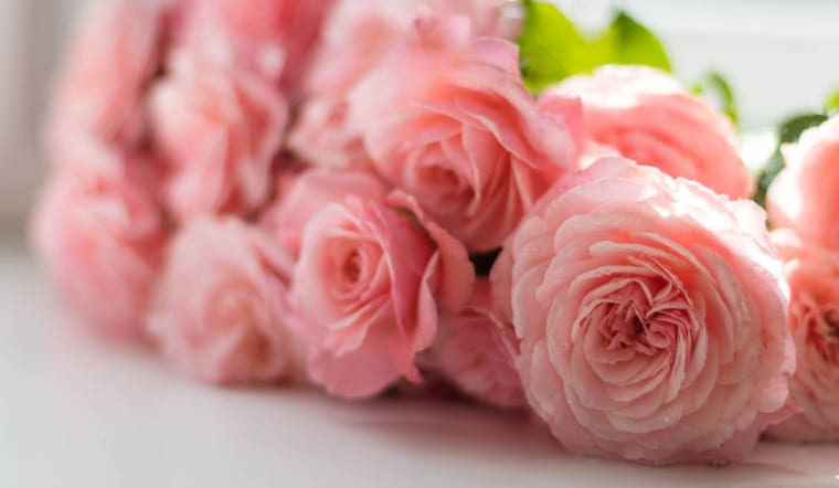 Top 12 loại hoa màu hồng đẹp, lãng mạn và ý nghĩa nhất