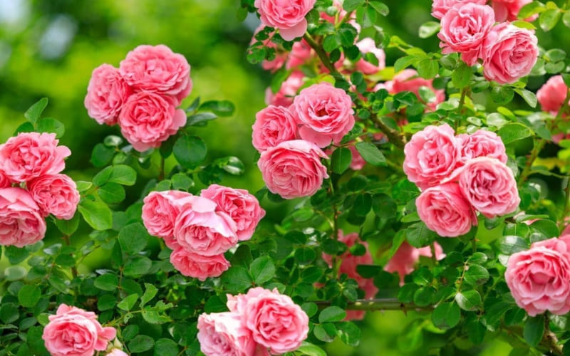 Từng sắc độ hồng gửi gắm thông điệp tình cảm riêng.