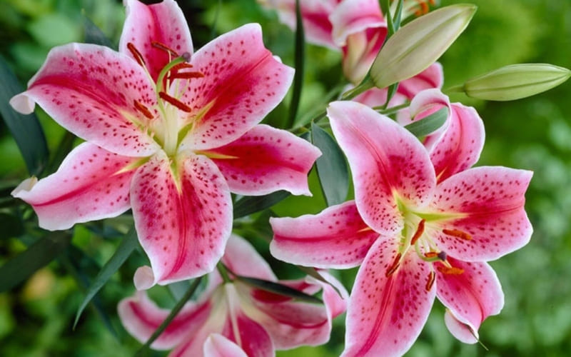 Hoa ly hồng tượng trưng cho sự thanh khiết và kiêu hãnh.