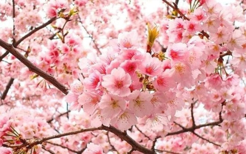 Hoa đào hồng biểu thị may mắn và khởi đầu mới.