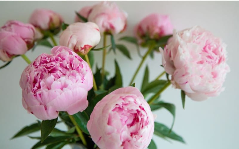 Hoa mẫu đơn hồng biểu thị hạnh phúc và may mắn.