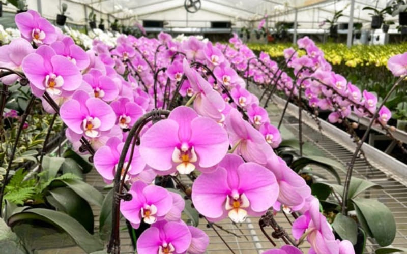 Lan hồ điệp hồng biểu thị sang trọng và tình yêu bền vững.