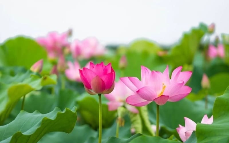 Hoa sen hồng tượng trưng cho thanh khiết và giác ngộ tâm hồn.