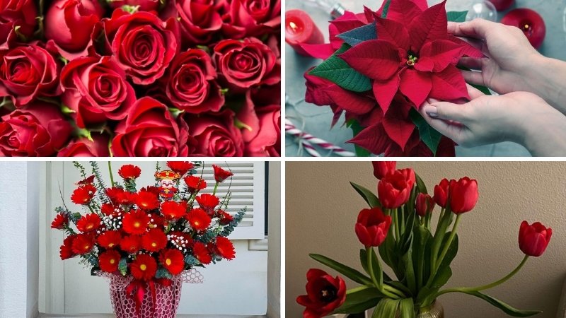 Các loài hoa màu đỏ đẹp và ý nghĩa nhất 1