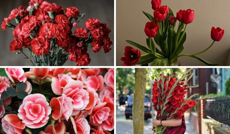 Top 12 loại hoa màu đỏ rực rỡ, mang ý nghĩa may mắn và tình yêu