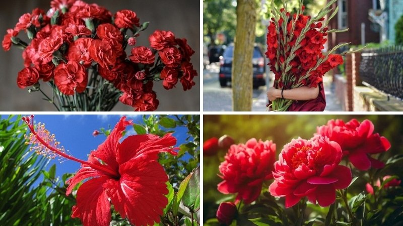 Các loài hoa màu đỏ đẹp và ý nghĩa nhất 2