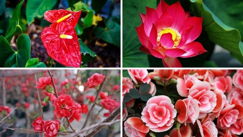 Các loài hoa màu đỏ đẹp và ý nghĩa nhất 3