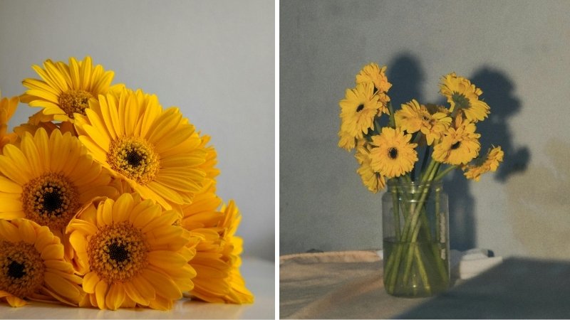 Hoa đồng tiền vàng