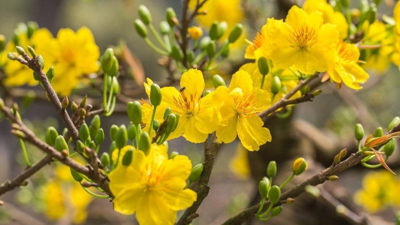 Hoa mai phù hợp cho ngày Tết