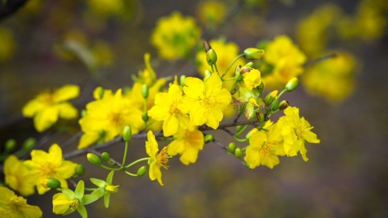 Hoa mai vàng
