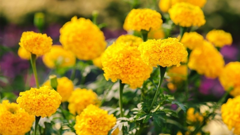 Hoa cúc vạn thọ vàng