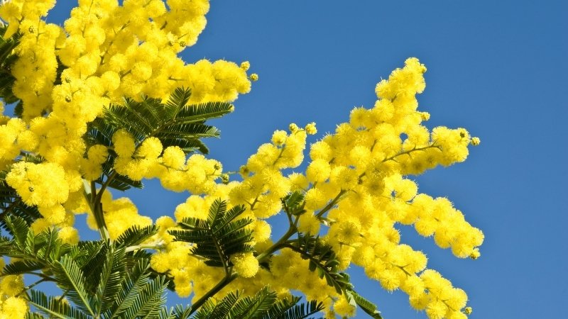 Hoa Mimosa