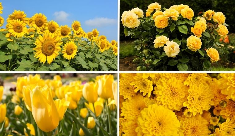 Top 12 loại hoa màu vàng rực rỡ, mang ý nghĩa tình bạn và khởi đầu mới