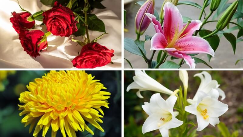 Những loại hoa "tuyệt đối nên tránh" trong buổi hẹn đầu