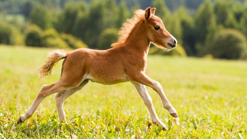 Bính Ngọ là năm khá tốt để chào đón thành viên mới Bính Ngọ là năm khá tốt để chào đón thành viên mới