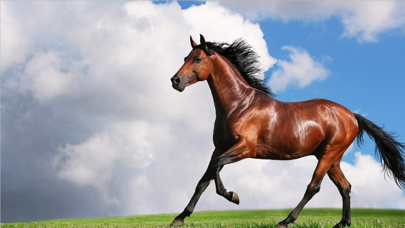 Năm 2026 là năm Bính Ngọ Năm 2026 là năm Bính Ngọ