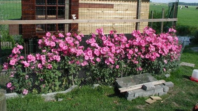 Cách phối hoa cẩm quỳ trong vườn và làm đẹp không gian sống