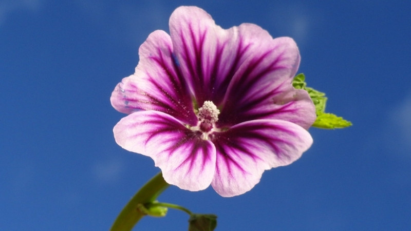 Câu hỏi thường gặp