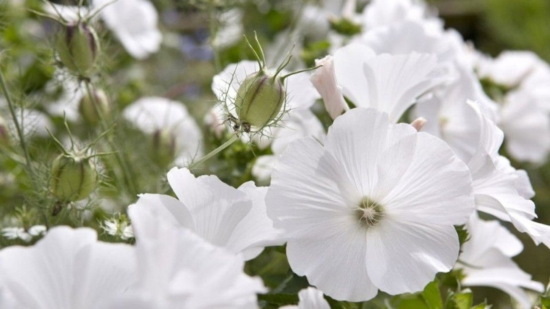 Cách chăm sóc hoa cẩm quỳ để hoa nở đẹp